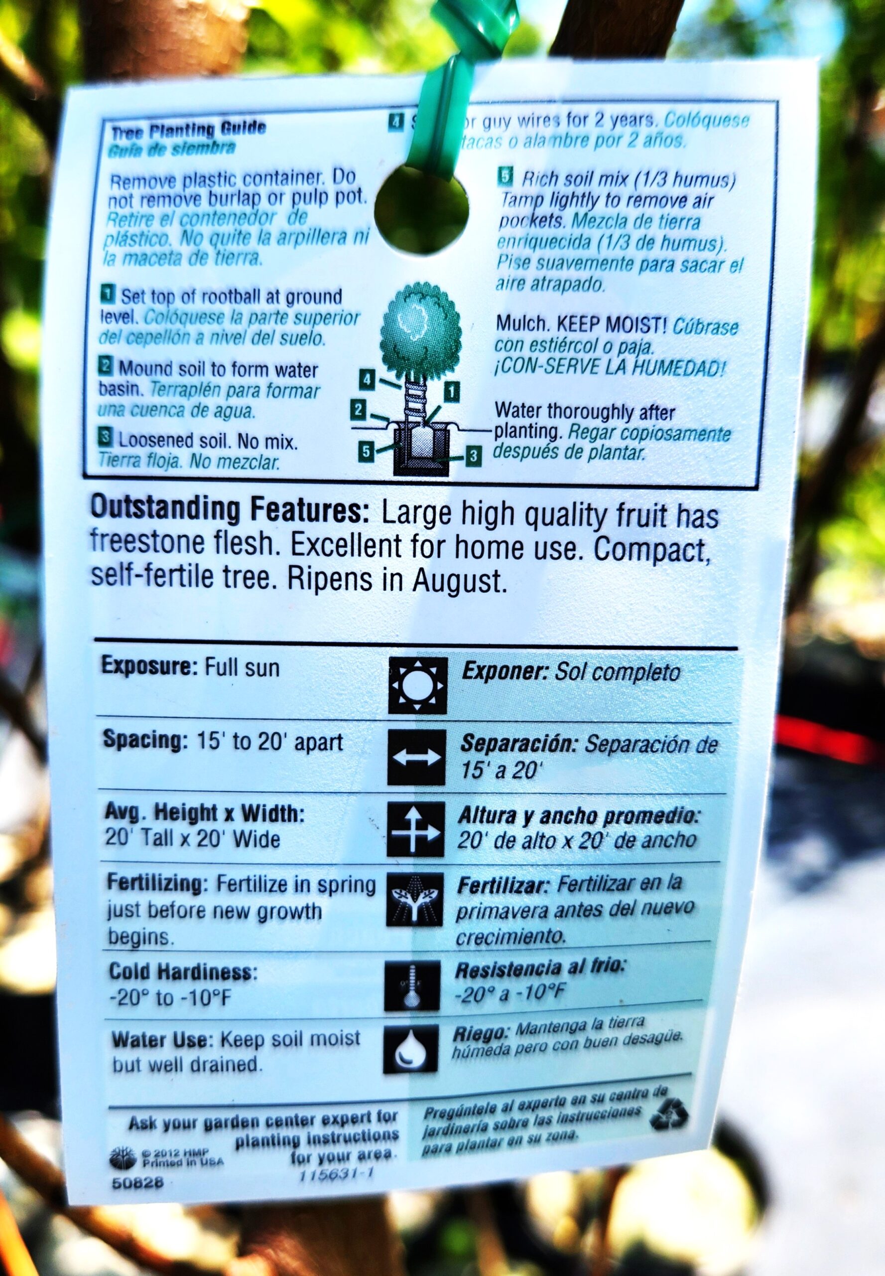 June Gold Peach Tree (Prunus persica 'June Gold') - Image 4