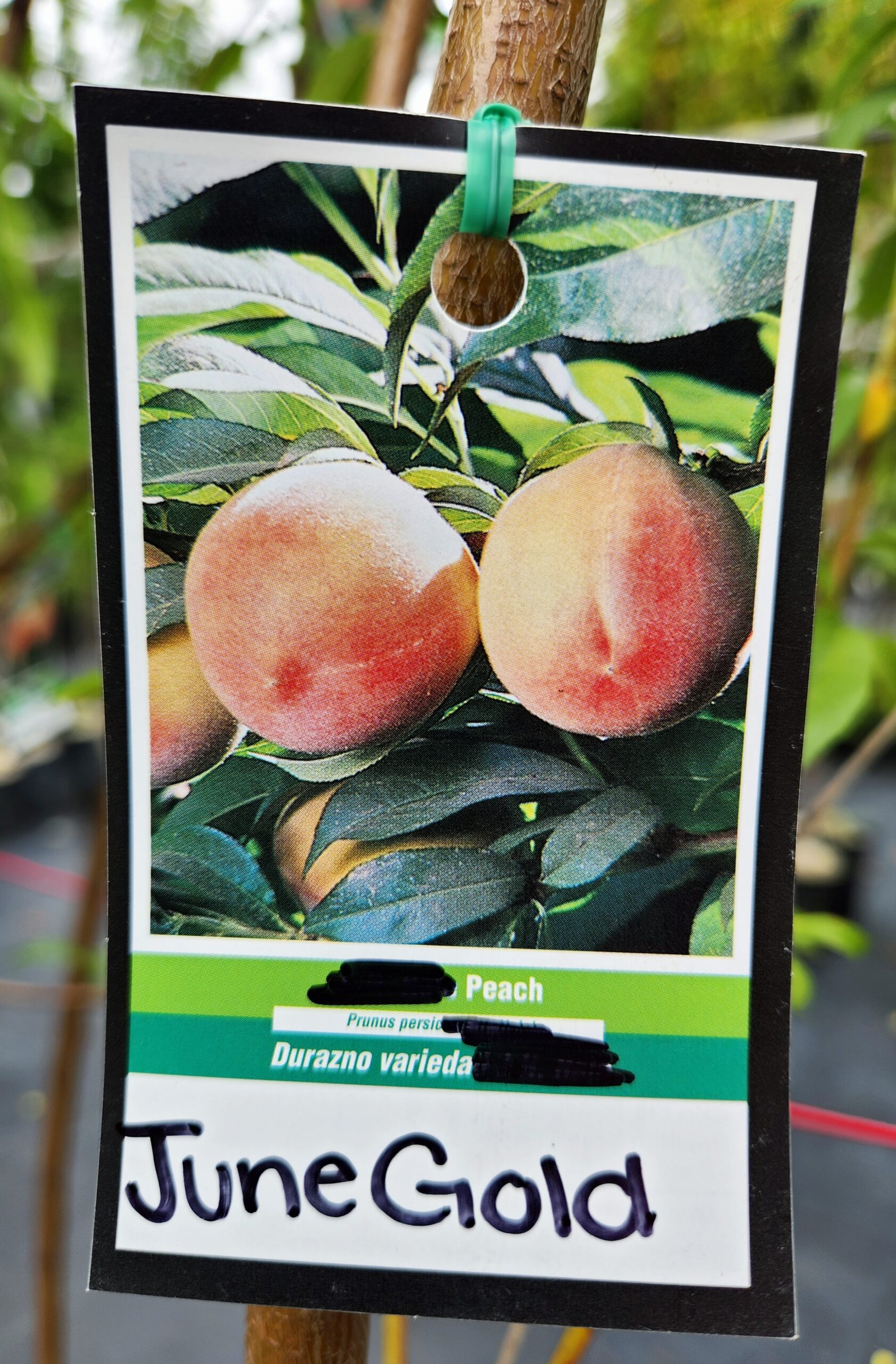 June Gold Peach Tree (Prunus persica 'June Gold') - Image 3