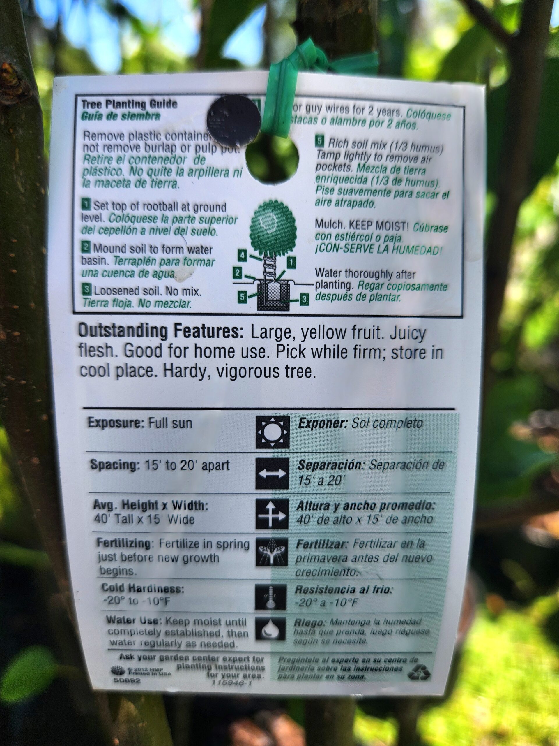 Kieffer Pear Tree (Pyrus communis 'Kieffer') - Image 4