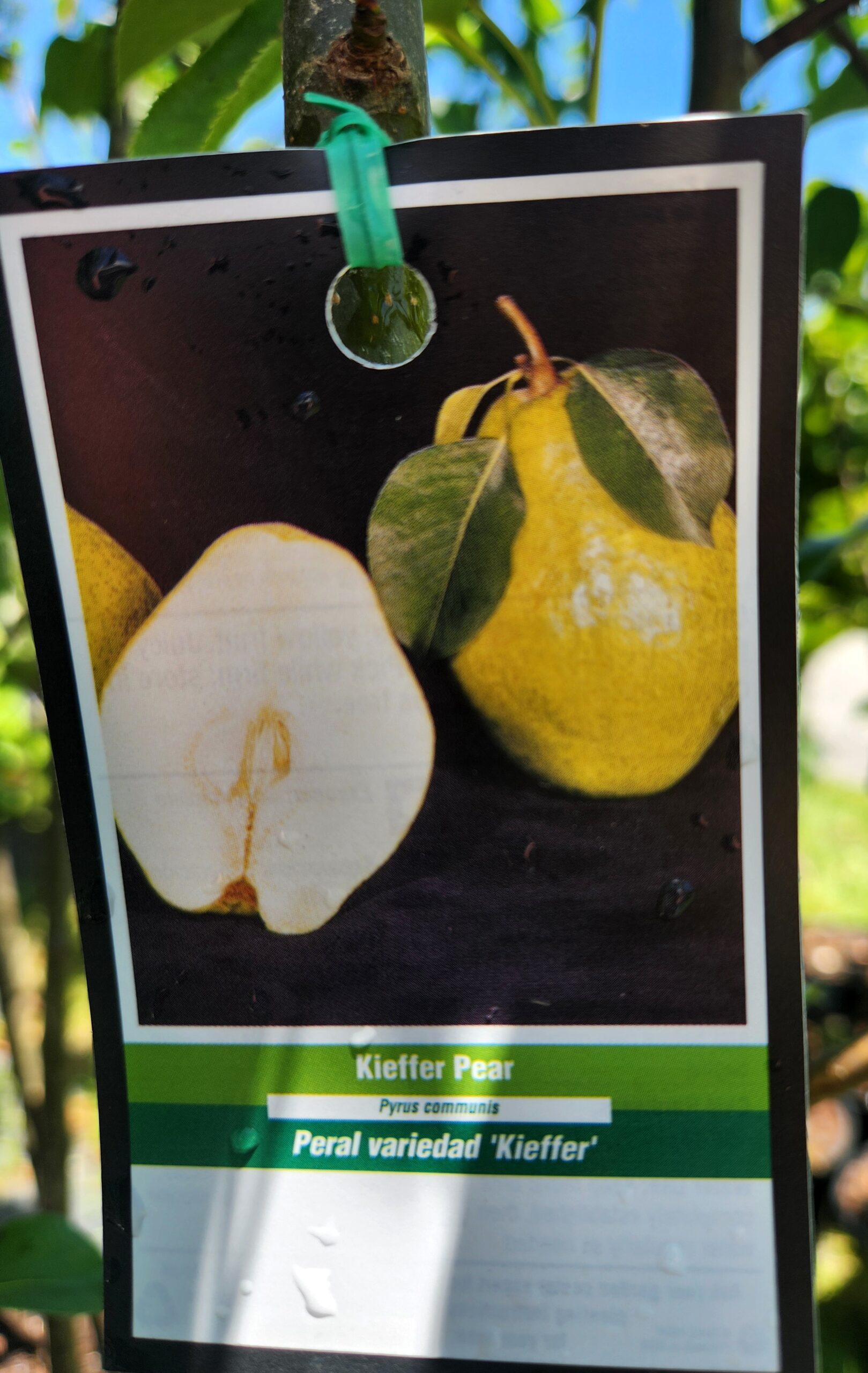 Kieffer Pear Tree (Pyrus communis 'Kieffer') - Image 3