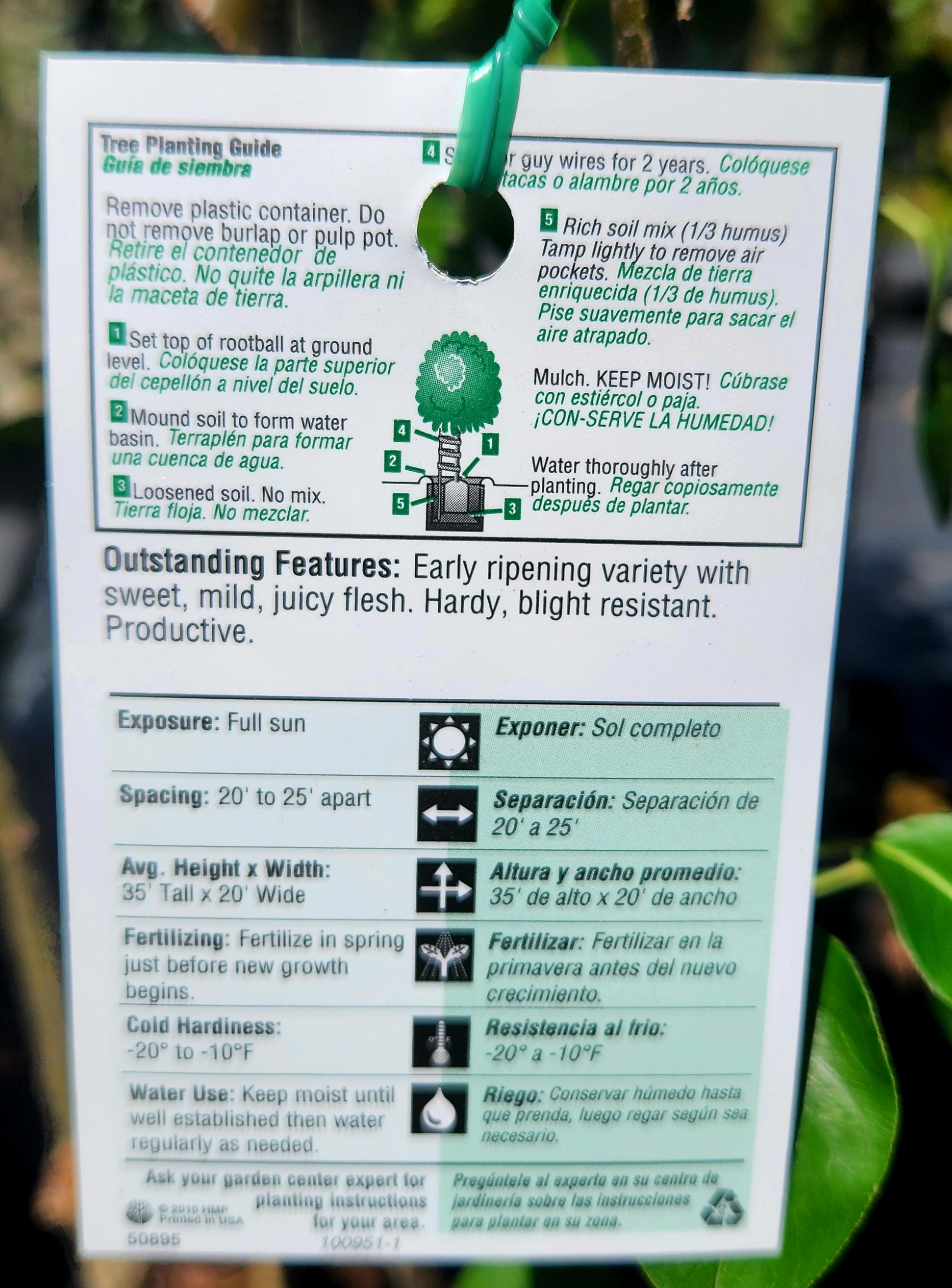 Moonglow Pear Tree (Prunus persica 'Moonglow') - Image 4