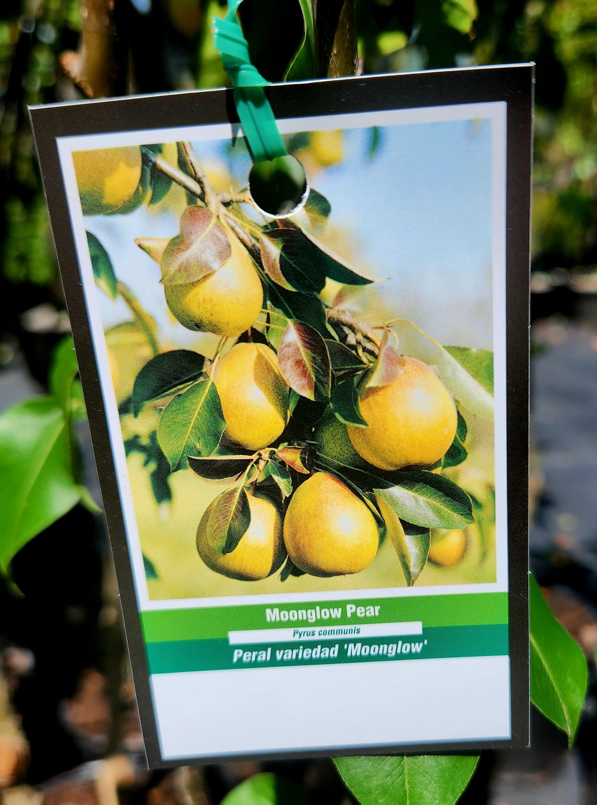 Moonglow Pear Tree (Prunus persica 'Moonglow') - Image 3