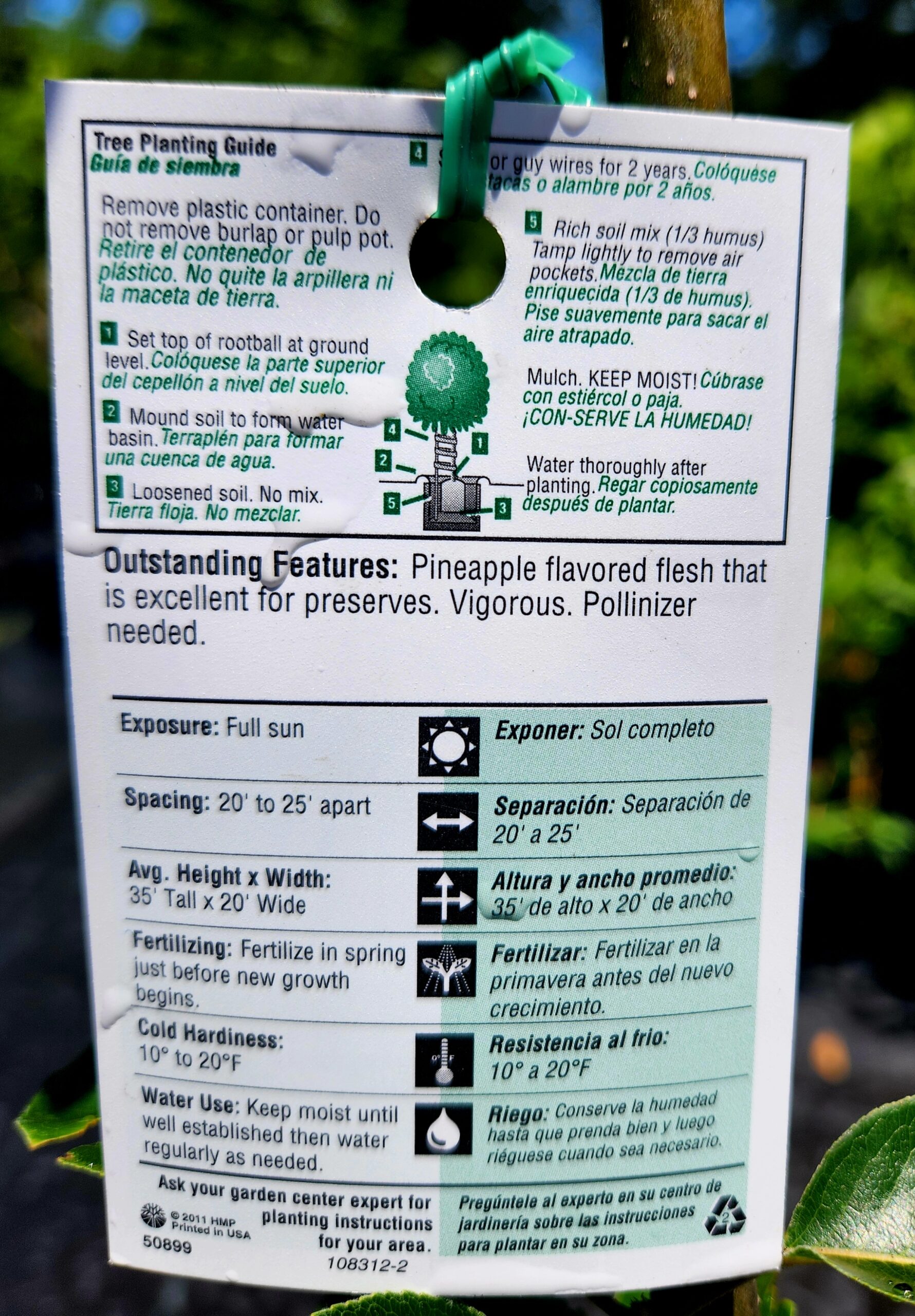 Pineapple Pear Tree (Pyrus communis 'Pear') - Image 4