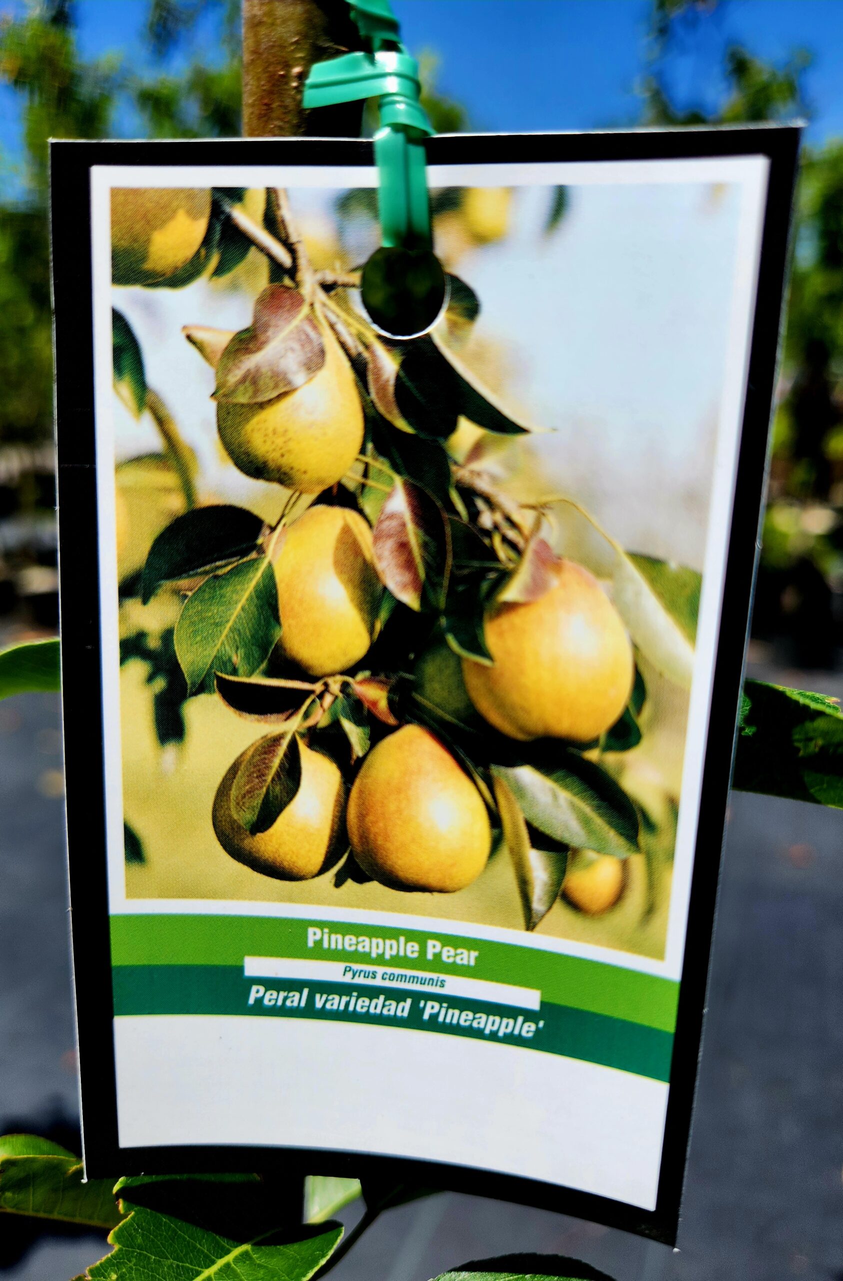 Pineapple Pear Tree (Pyrus communis 'Pear') - Image 3