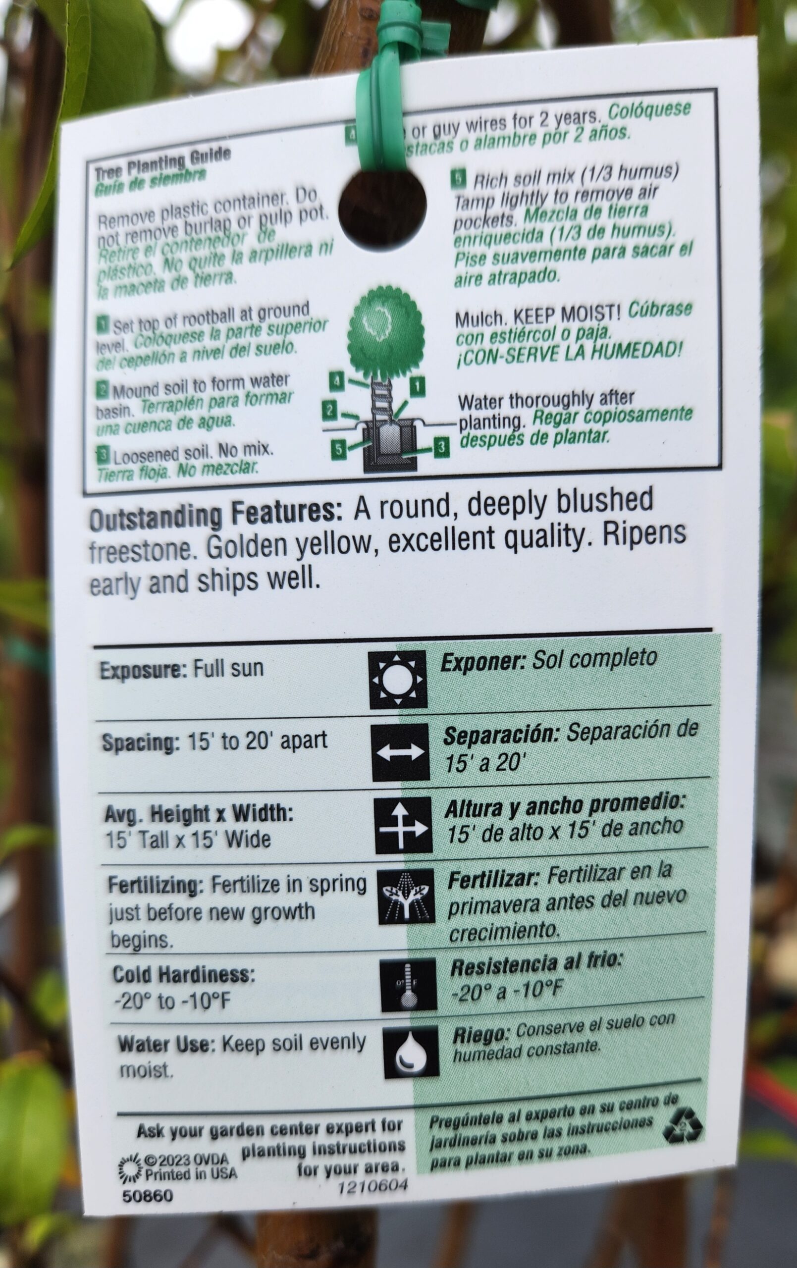 Red Haven Peach Tree (Prunus persica 'Red Haven') - Image 4