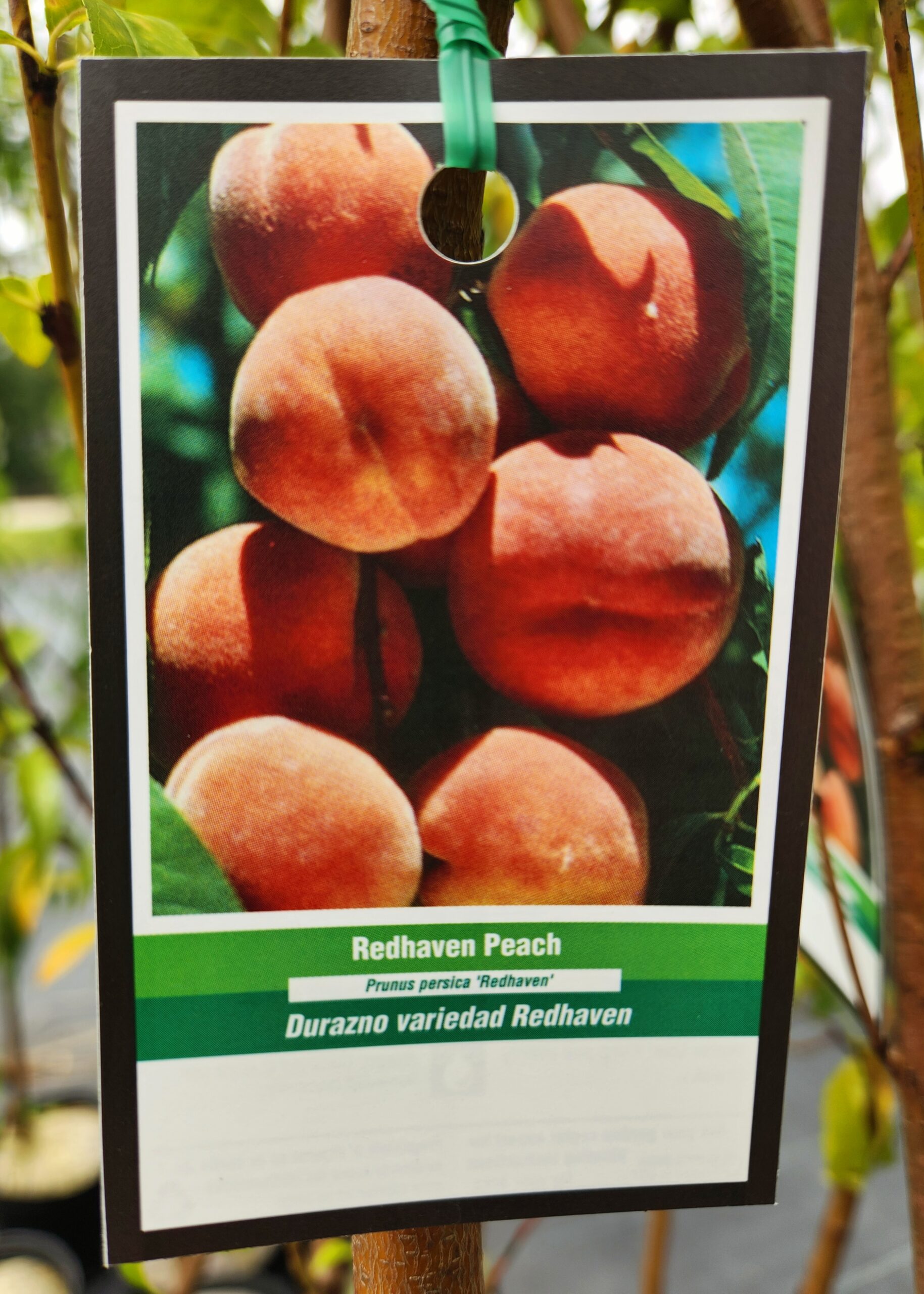 Red Haven Peach Tree (Prunus persica 'Red Haven') - Image 3