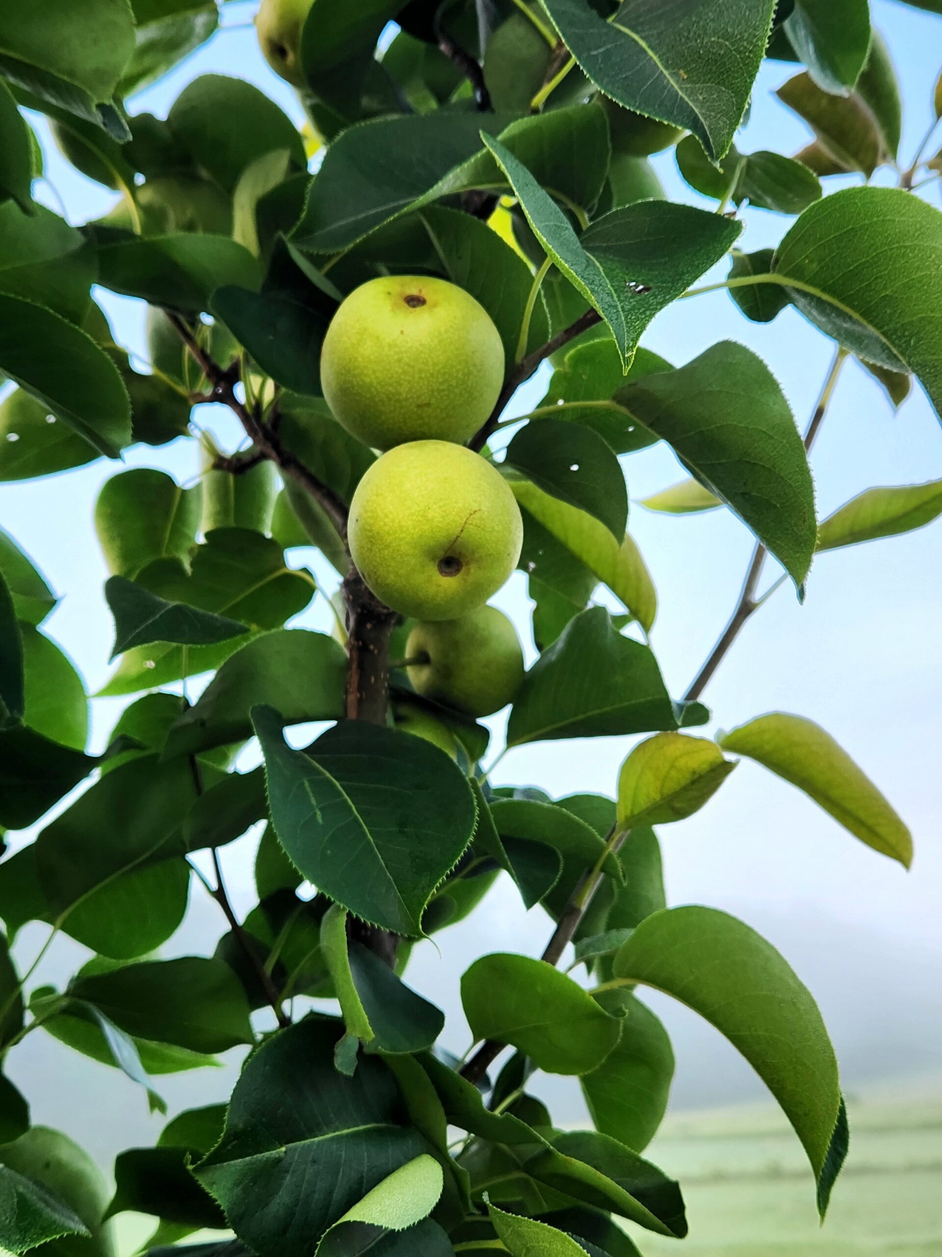 Shinko Asian Pear Tree (Pyrus pyrifolia 'Shinko') - Image 3