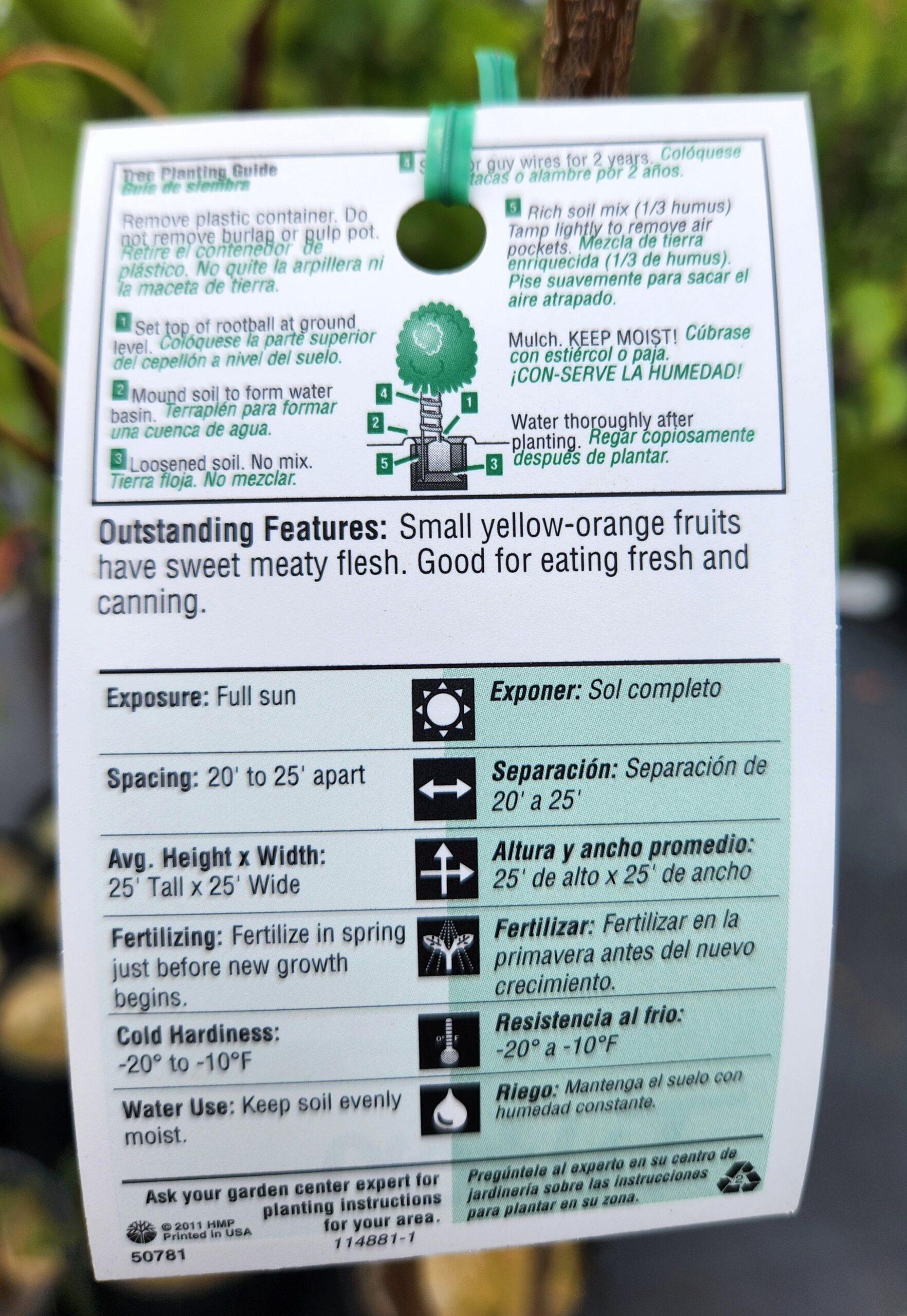 Tilton Apricot Tree (Prunus sect. Armeniaca 'Tilton') - Image 3