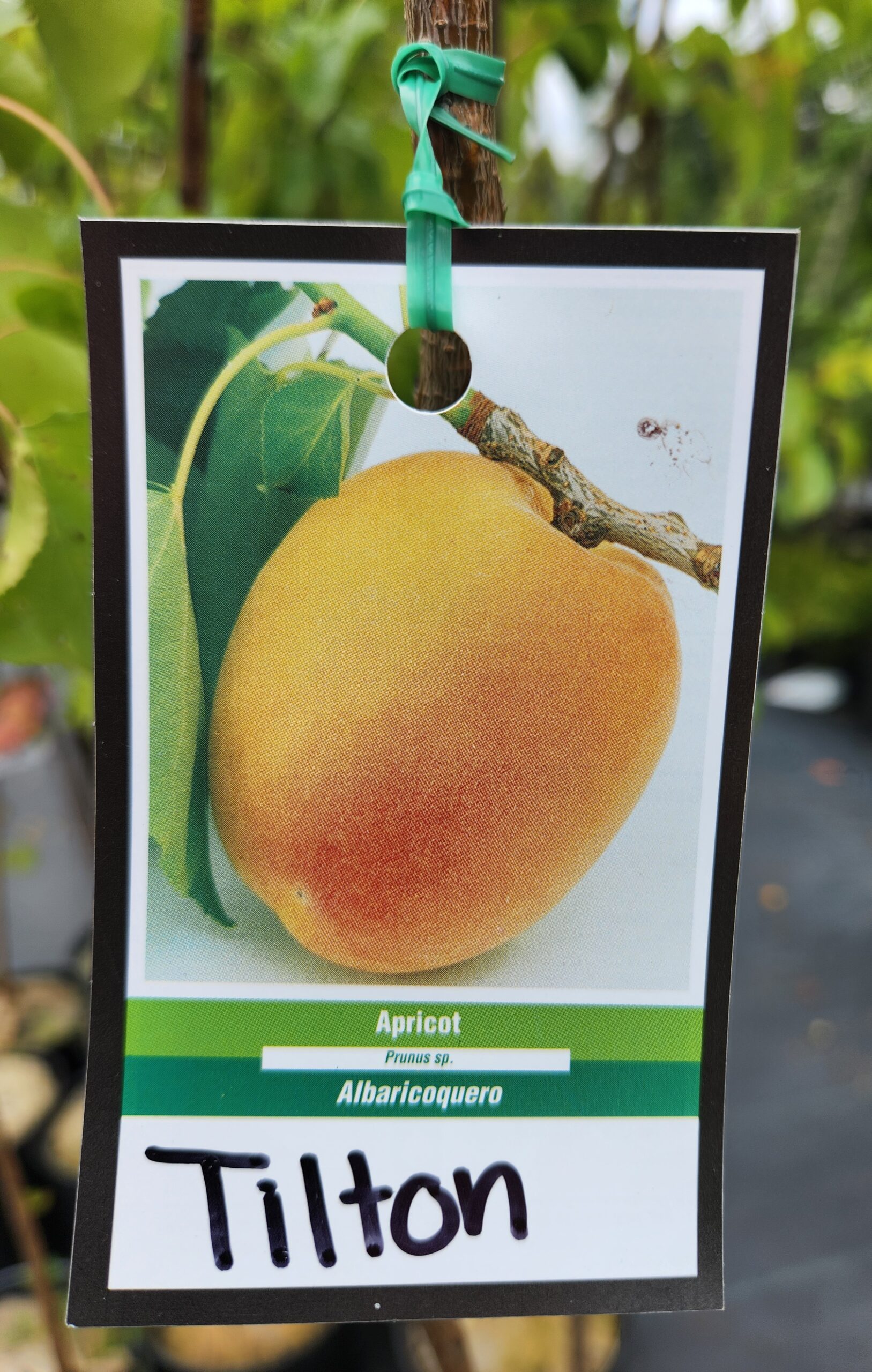 Tilton Apricot Tree (Prunus sect. Armeniaca 'Tilton') - Image 2