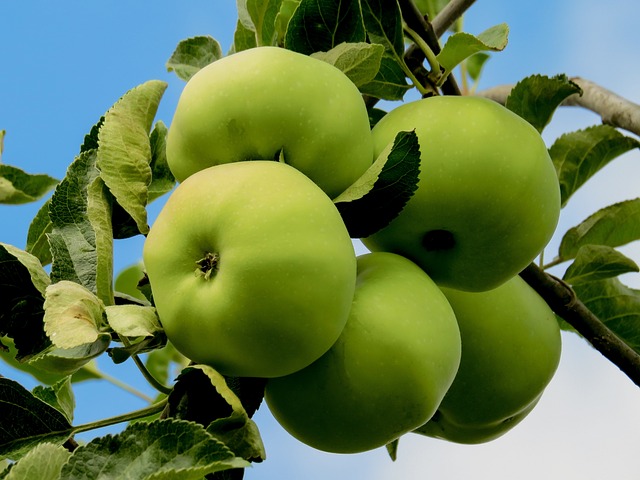 Granny Smith Apple Tree (Malus domestica 'Granny Smith')