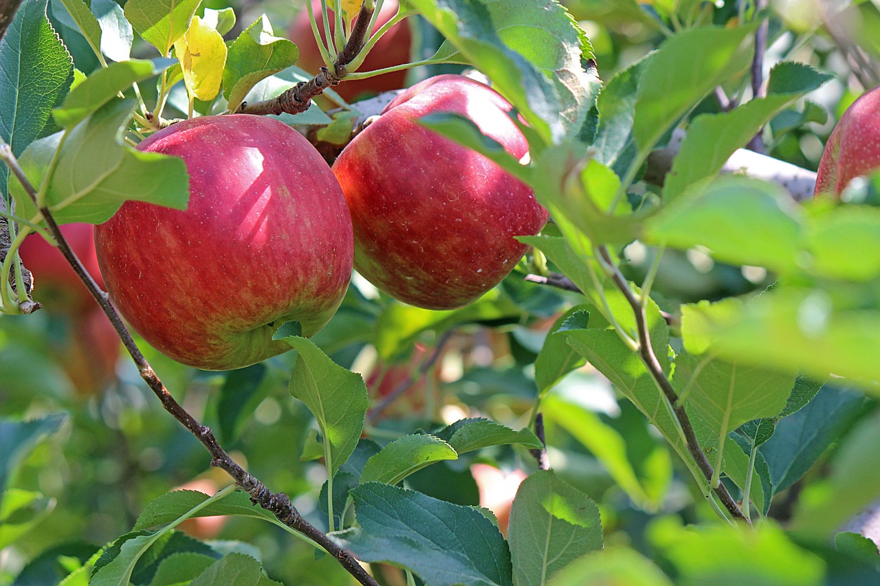 Honeycrisp Apple Tree (Malus pumila 'MN#1711')