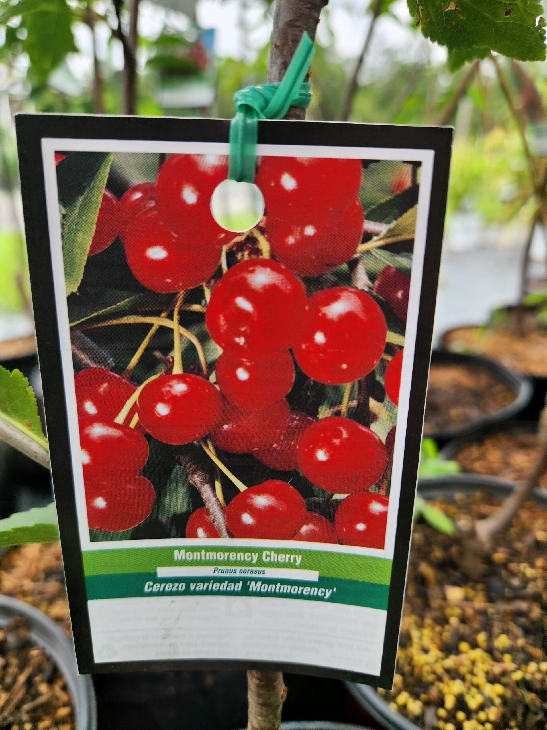 Montmorency Cherry Tree (Prunus cerasus 'Montmorency') - Image 4