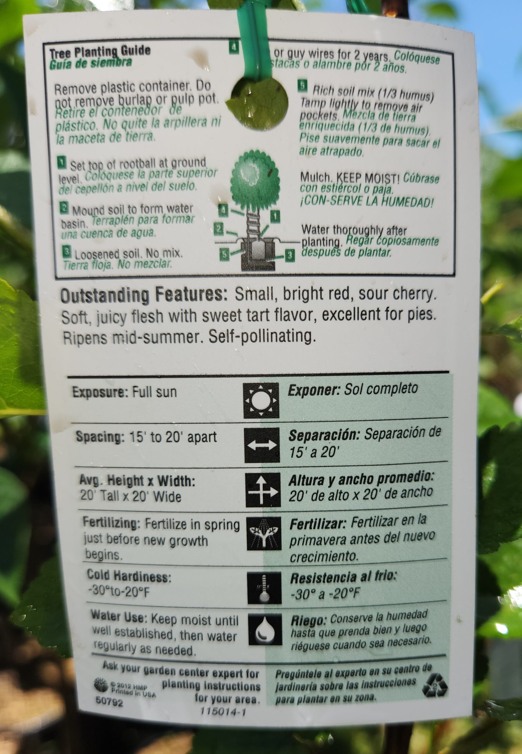 Montmorency Cherry Tree (Prunus cerasus 'Montmorency') - Image 5