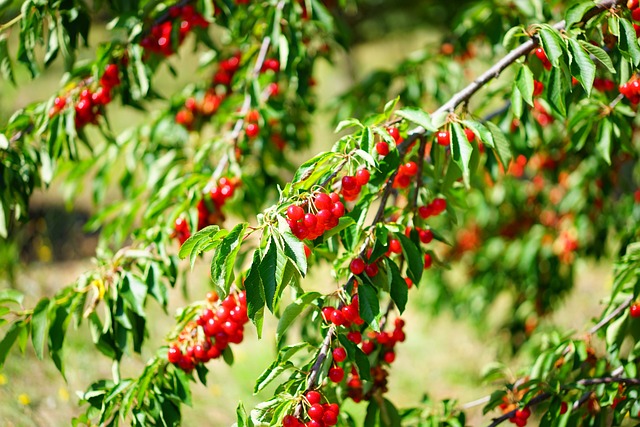 North Star Cherry Tree (Prunus cerasus 'North Star')