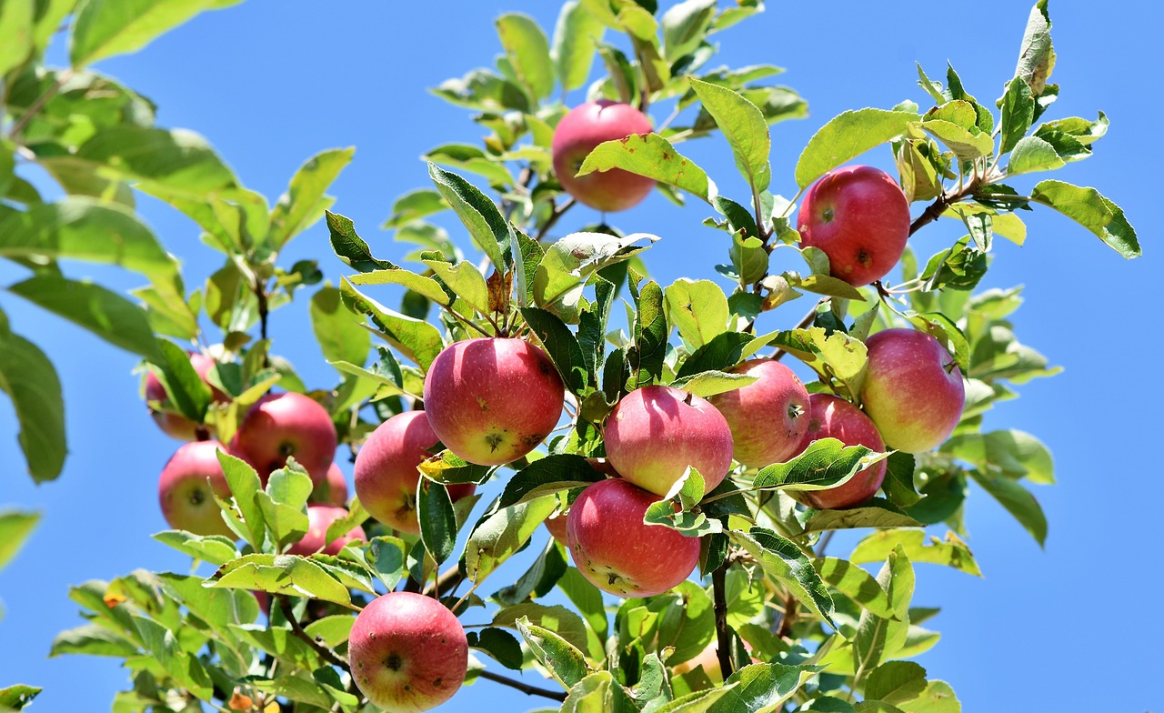 Pink Lady® Apple Tree (Malus domestica 'Cripps Pink')