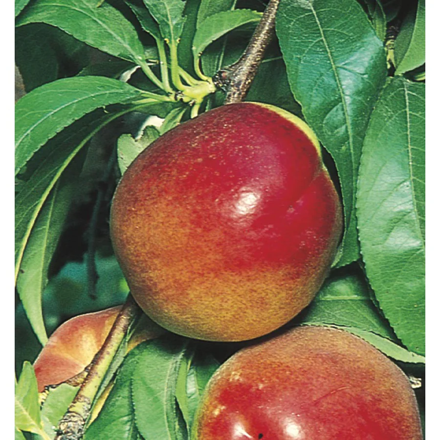 Red Chief Nectarine Tree (Prunus persica var. nucipersica 'Red Chief')