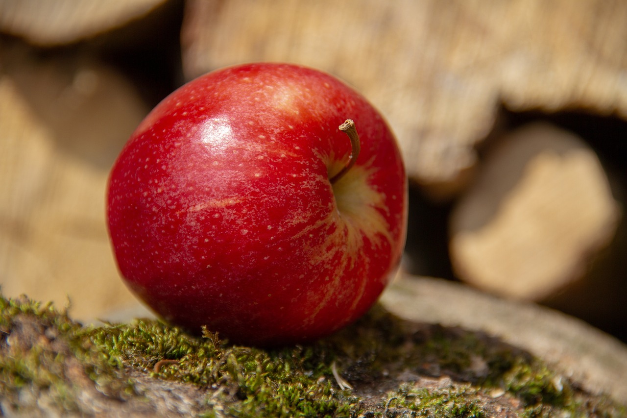 Red Rome Apple Tree (Malus domestica 'Red Rome') - Image 3