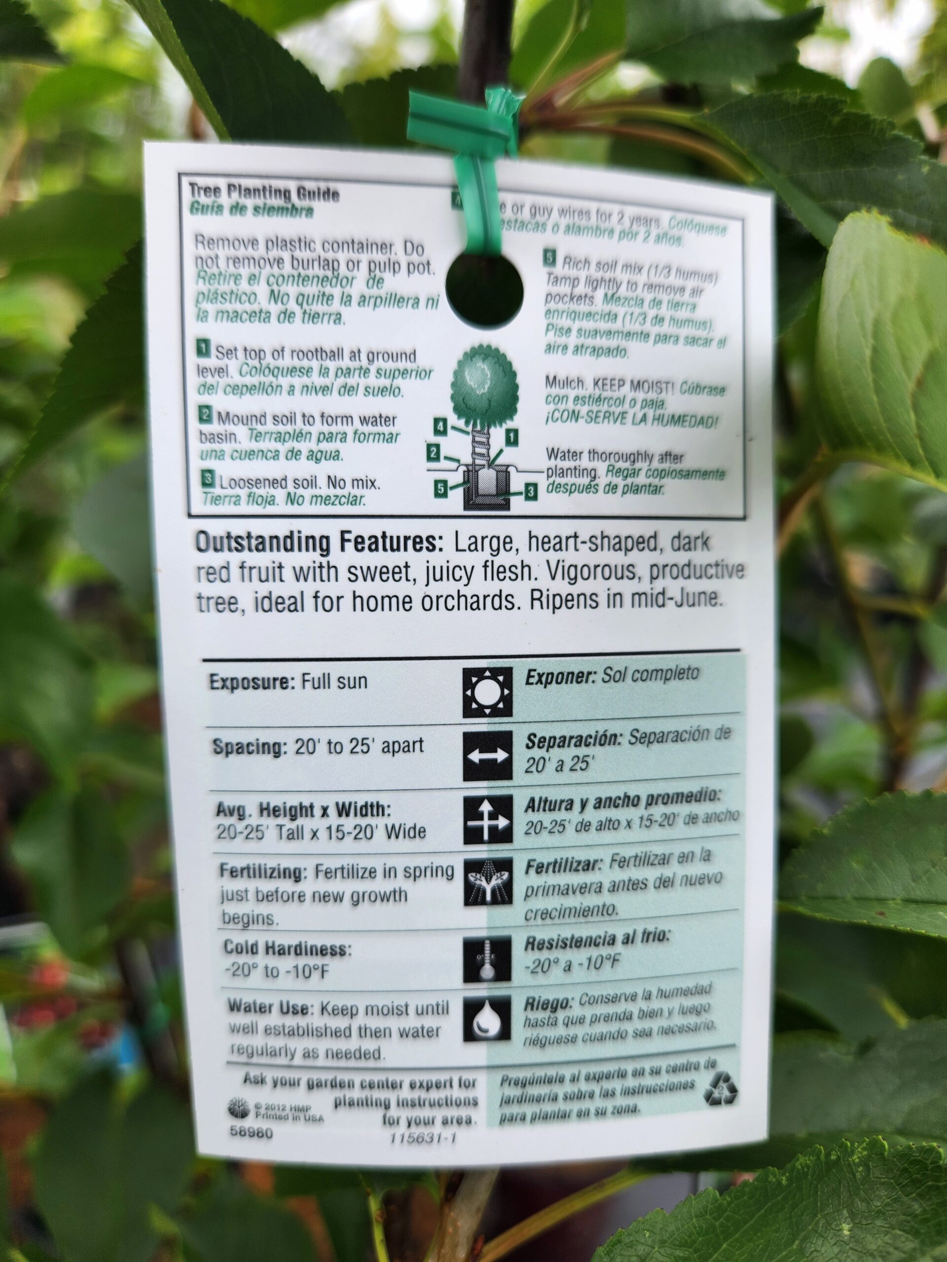 Stella Cherry Tree (Prunus avium 'Stella') - Image 5