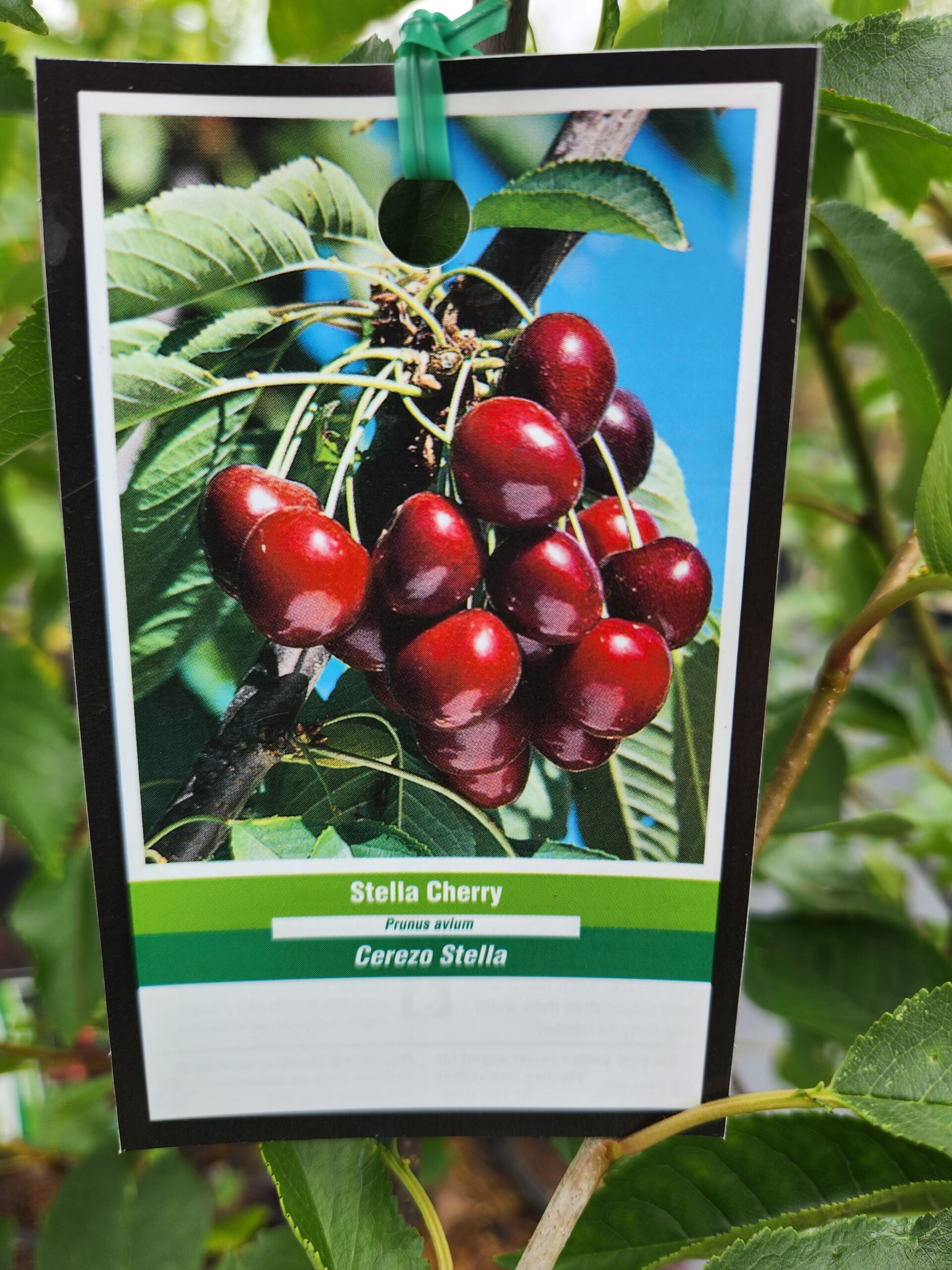 Stella Cherry Tree (Prunus avium 'Stella') - Image 4