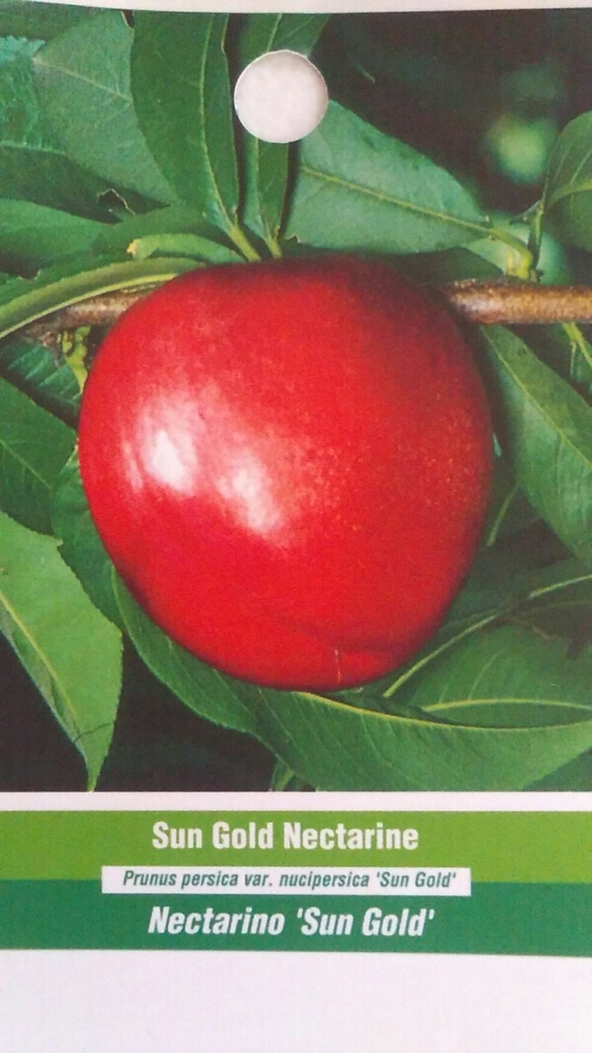 Sun Gold Nectarine Tree (Prunus persica var. nucipersica ‘Sungold’) - Image 3