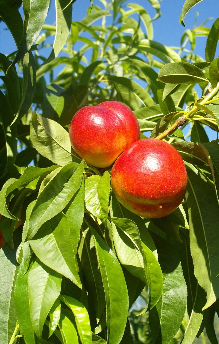 Sun Gold Nectarine Tree (Prunus persica var. nucipersica ‘Sungold’)