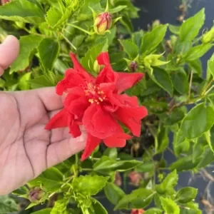 Red hibiscus flower